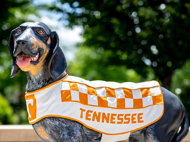 A statue of Smokey, the UT mascot and a Bluetick Coonhound, wearing a checkerboard Tennessee vest.