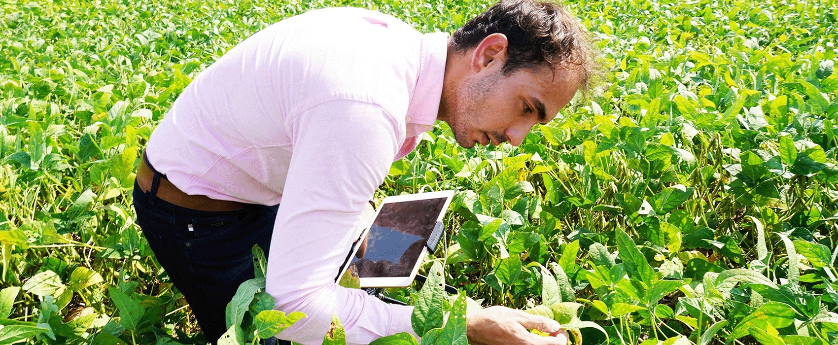 Male Herbert student examining plants in a bright green field using a tablet.