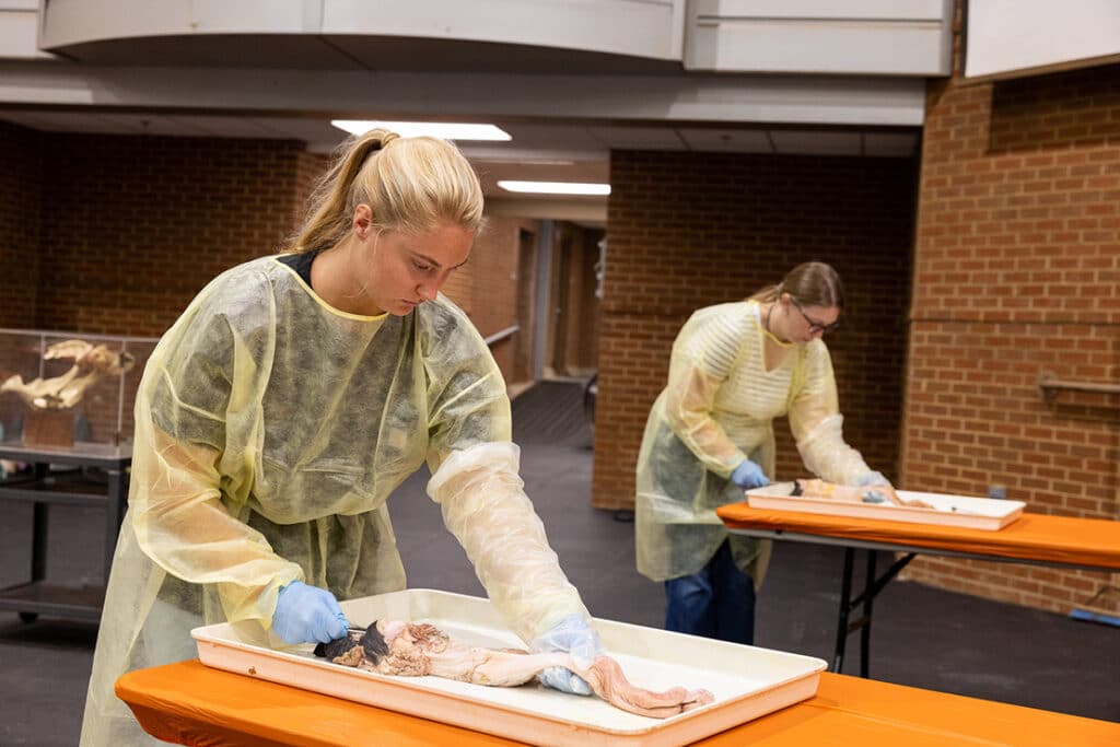 Animal science students wearing yellow coverings and blue gloves as they dissect animal organs.