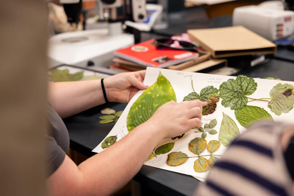 A student looking at leaves on a piece of paper in a classroom.