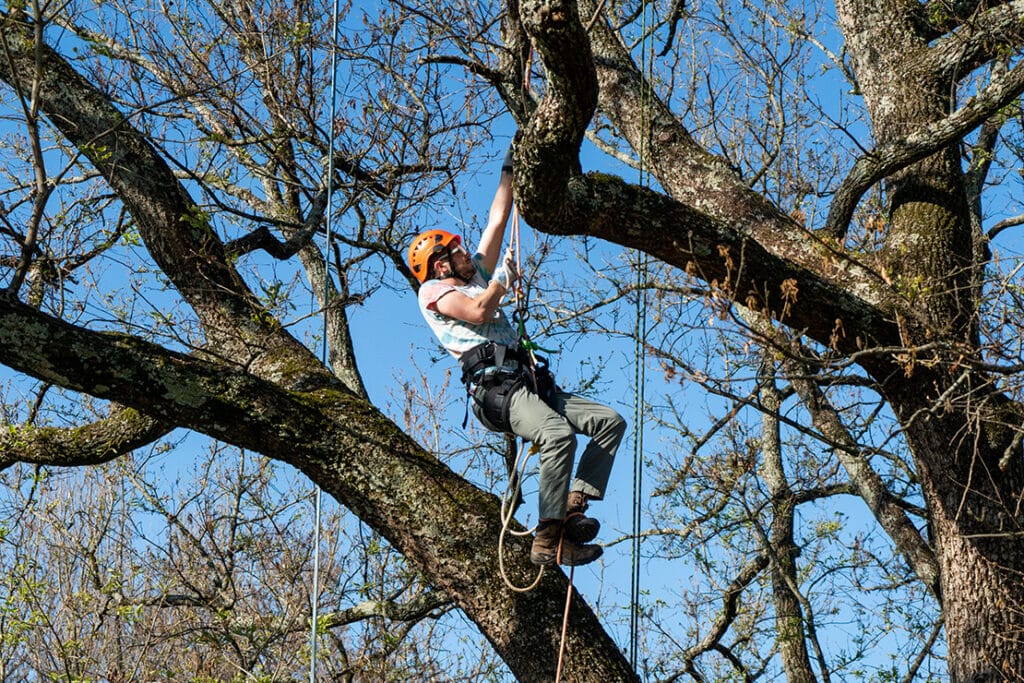 A student wearing a protective orange helmet and harness climbing a tree using ropes.