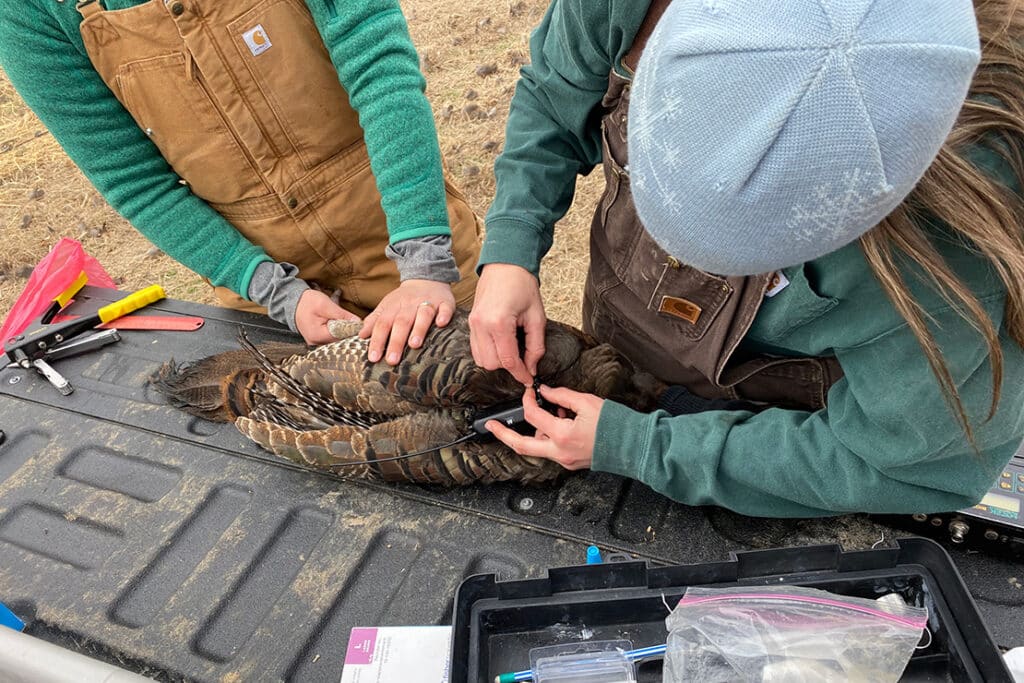 Two natural resources students wearing green long-sleeve shirts and brown overalls, tagging a large bird.