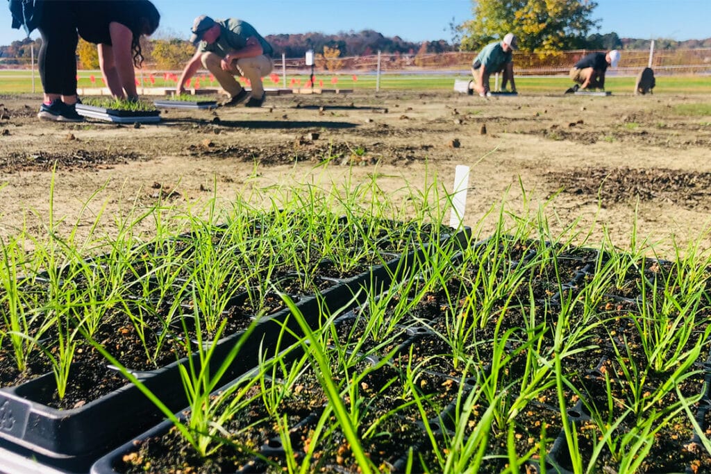 A close-up photo of live turfgrass with students and professors working in the background on a sunny day on the grounds of the UT turfgrass research center.