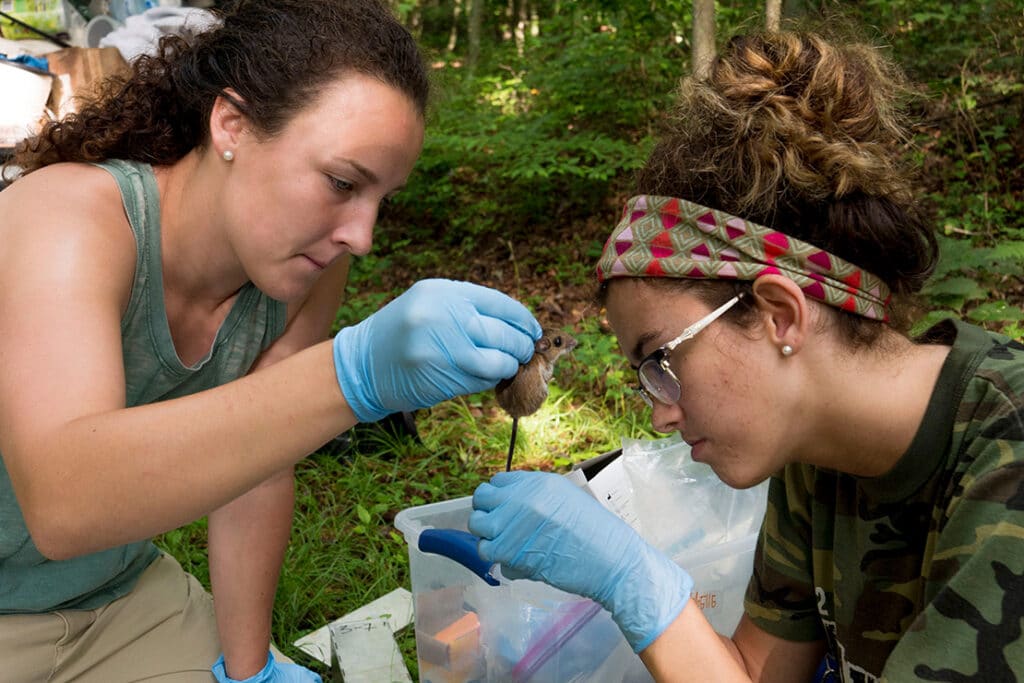 Two wildlife and fisheries science master's students collecting a mouse in the woods.