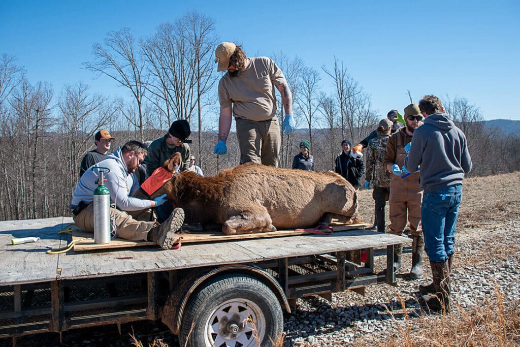 A group of wildlife and fisheries students helping a large animal on the back of a trailer in an open field.