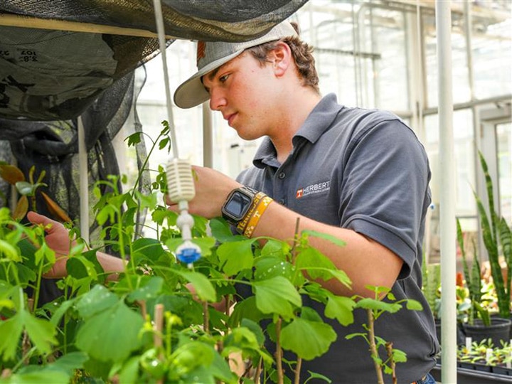 Student wearing a gray polo shirt with the Herbert logo on it, tending to plants in a greenhouse.