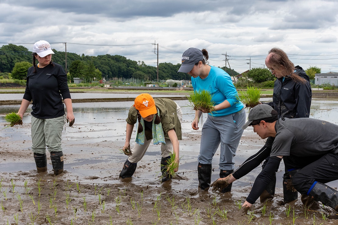 UT students in a rice paddy field on a study abroad trip in Japan.