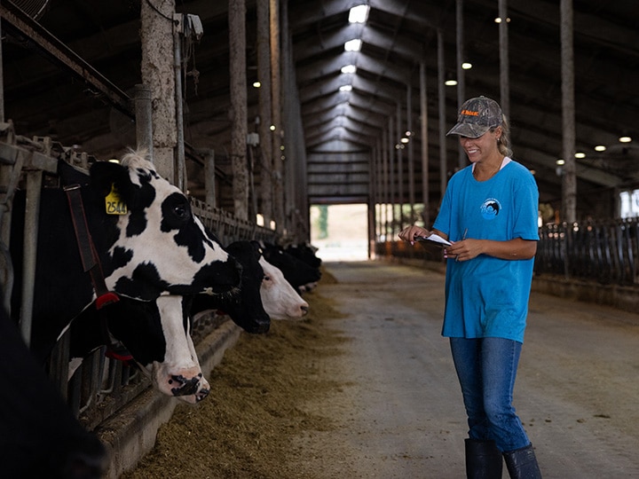 Herbert College of Agriculture student intern Mason Dunlap working to collect data from cows at the East Tennessee AgResearch and Education Center’s Little River Dairy on July 20, 2025. Photo by Haley Harbin/University of Tennessee.