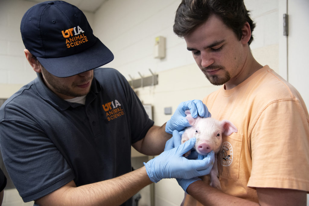Two male students looks over a baby piglet.