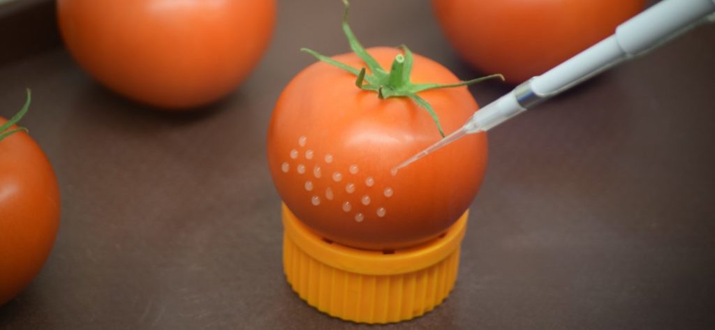 Food testing on a tomato