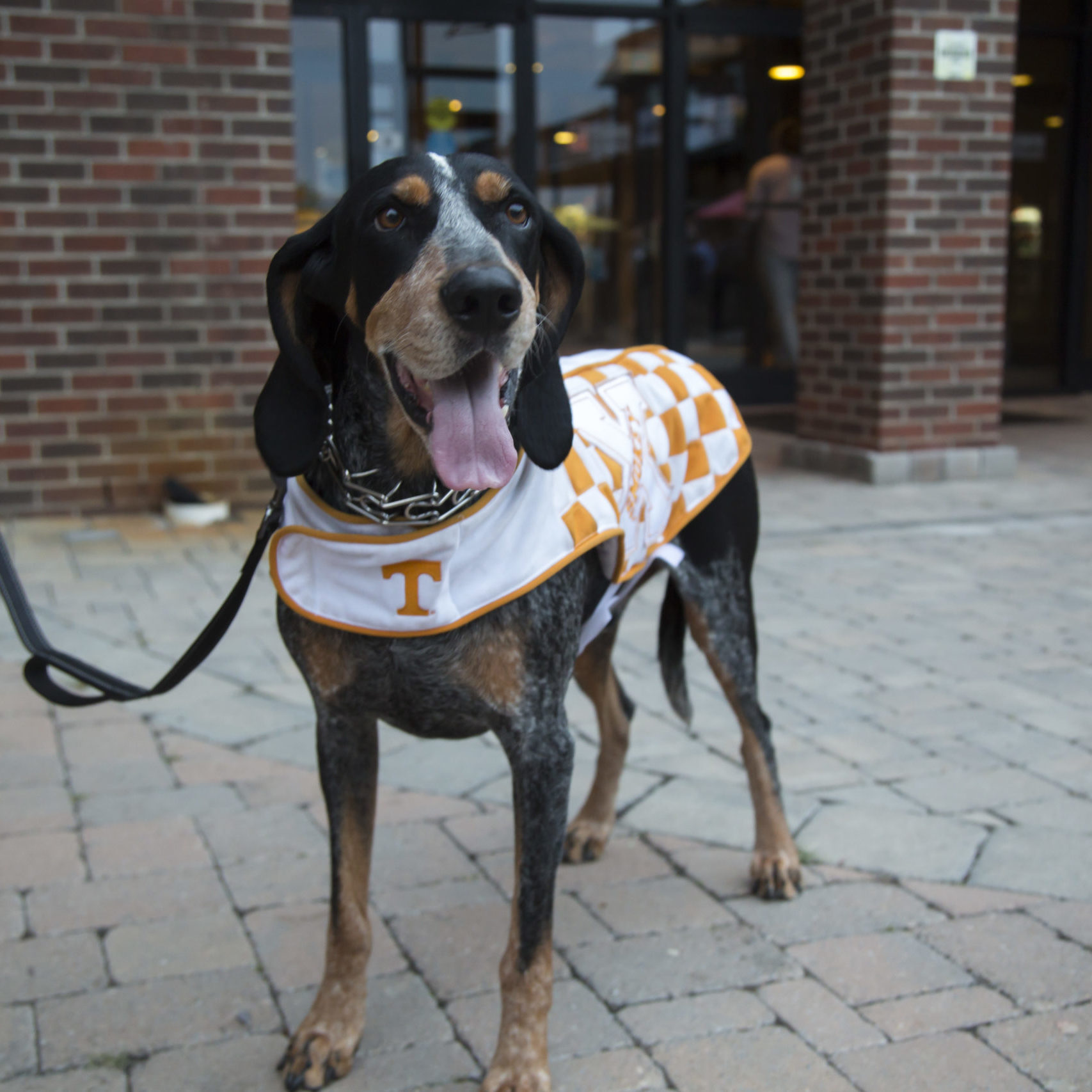 Smoky, University of Tennessee mascot, stands in front of a building 