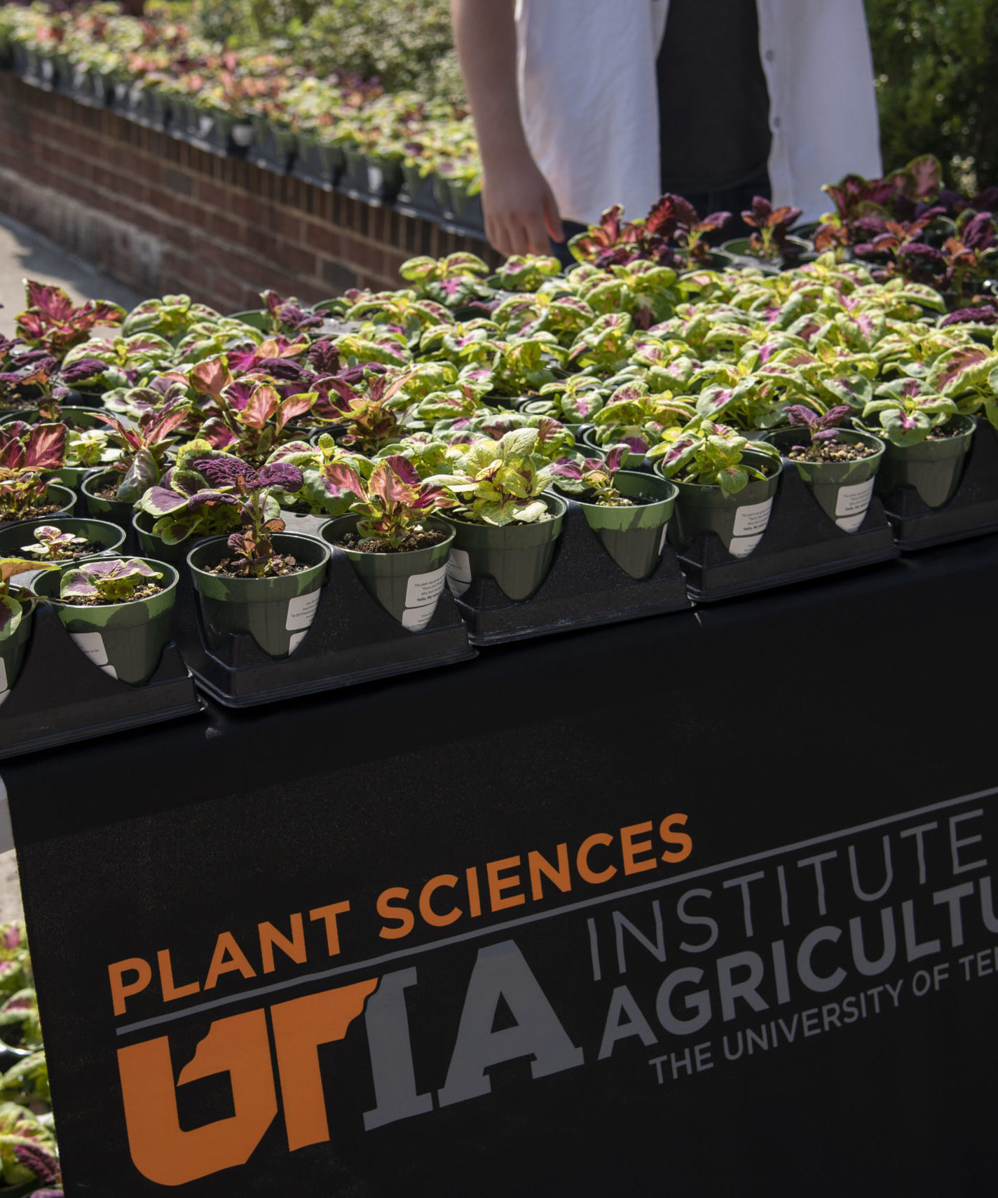 Buckets of plants on a table 