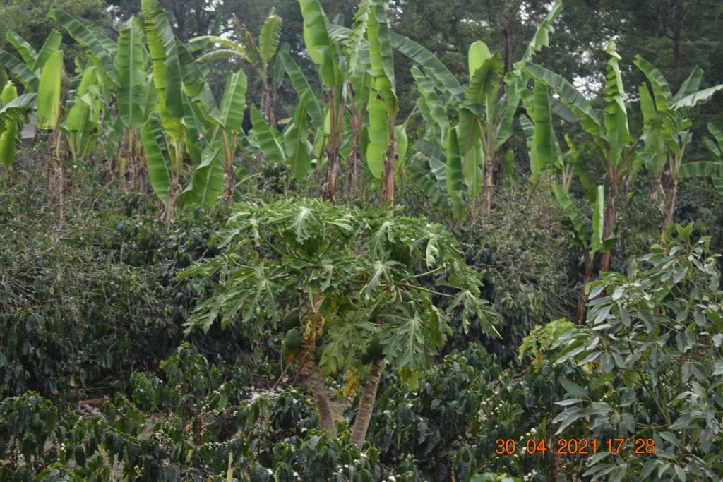 Coffee cultivation in a rural community of Cordoba, Veracruz, uses banana and papaya plants