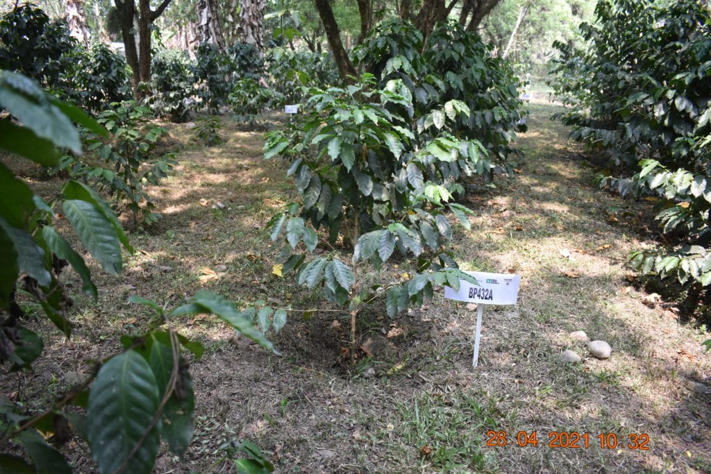 An experimental plot of coffee varieties in the International Multi-Location Variety Trial conducted by the World Coffee Research
